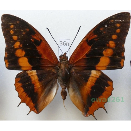 Charaxes lucretius (Cramer 1775) C.A.R. 66mm36n